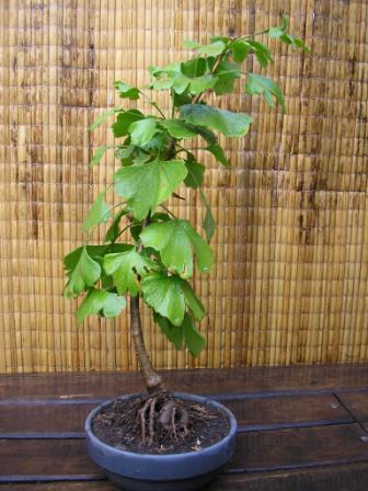 Bonsai Mr.tree - Vivero De Bonsai, Bonsai, Jardines Japoneses, Japanese ...